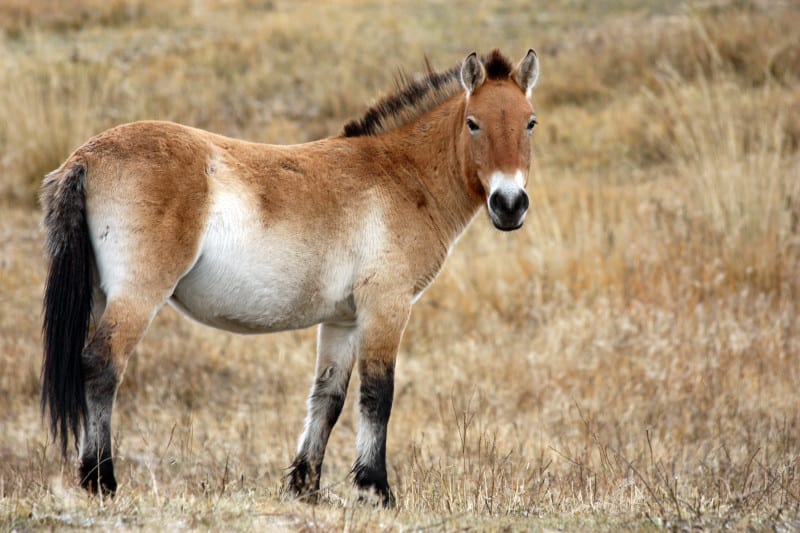 Mongolian Wild Horses Mongolian Horse Breed Information And Pictures Mongolian Wild Horses Mongolian Horse Breed Information And Pictures