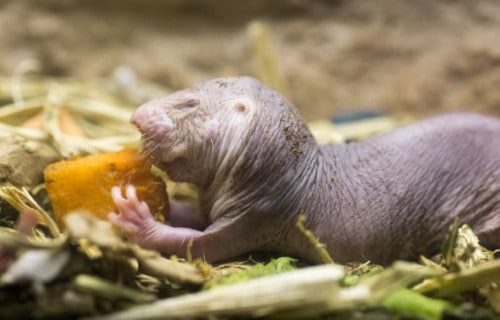 Naked Mole Rat, Heterocephalus glaber