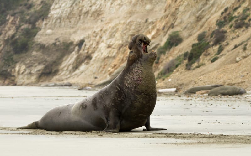 Northern Elephant Seal, M. angustirostris