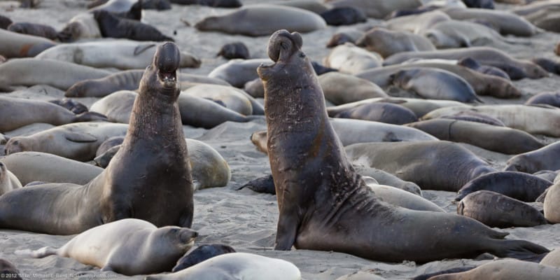 Northern Elephant Seal, M. angustirostris