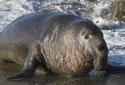 Northern Elephant Seal, M. angustirostris