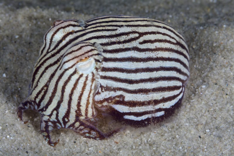 Striped Pyjama Squid, Sepioloidea lineolata