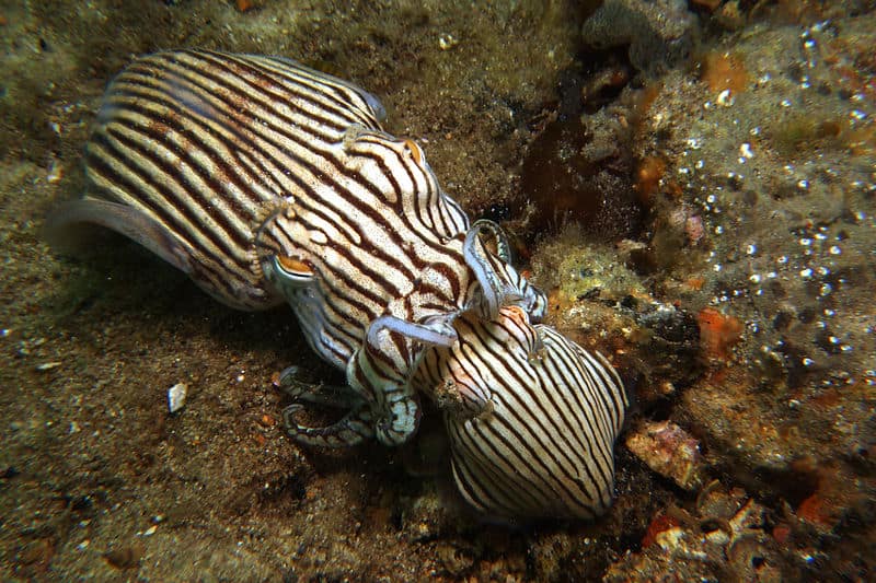 Striped Pyjama Squid, Sepioloidea lineolata