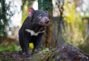 Tasmanian Devil, Tasmanian Devil, Sarcophilus harrisii