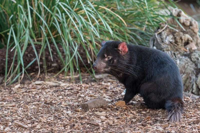 Tasmanian Devil, Tasmanian Devil, Sarcophilus harrisii