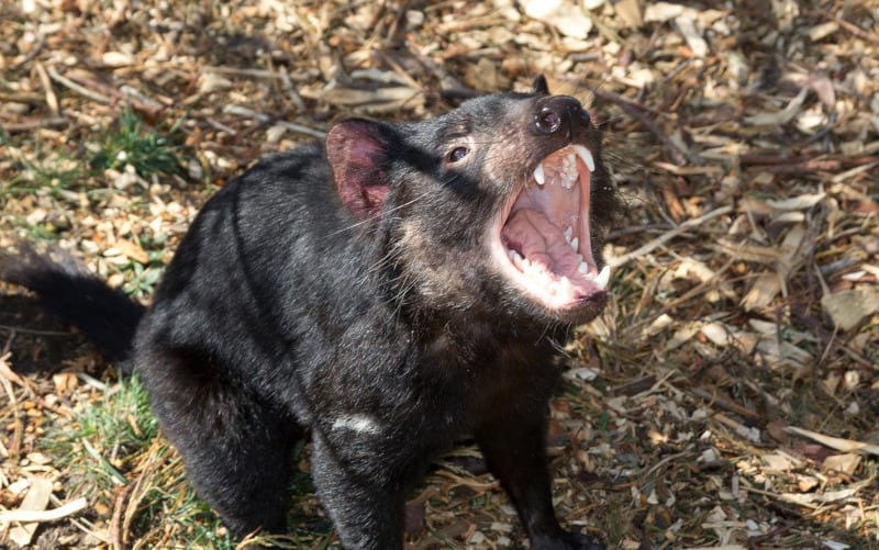 Tasmanian Devil, Tasmanian Devil, Sarcophilus harrisii