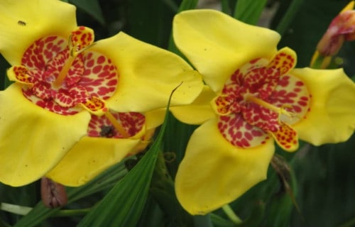 Tiger Flower, Tigridia pavonia