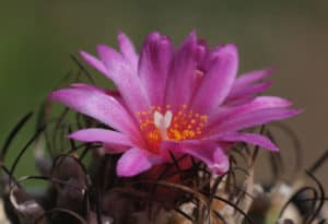 Turbinicarpus alonsoi