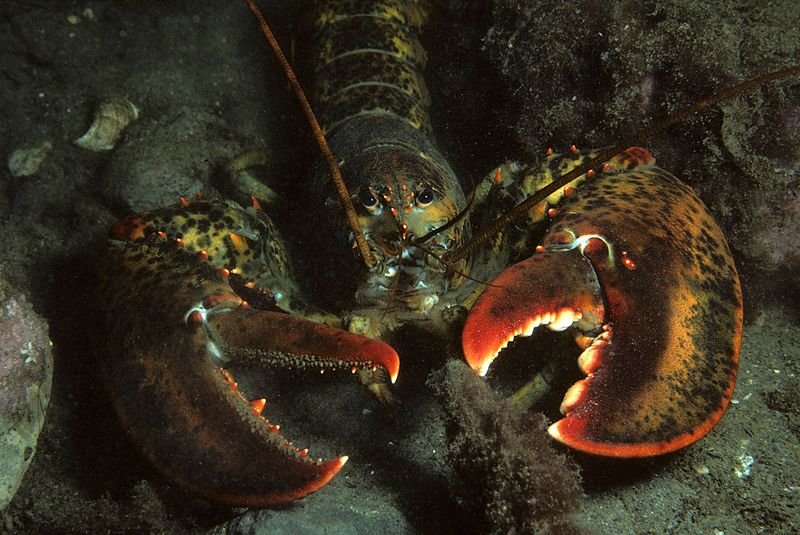 American Lobster, Homarus americanus