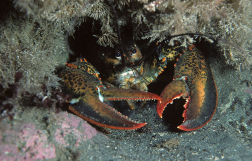 American lobster, Homarus americanus in Newfoundland, Canada