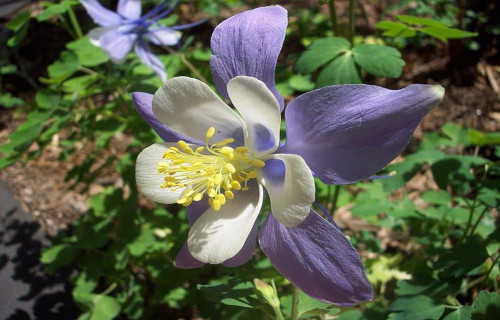 Colorado Columbine, Aquilegia coerulea