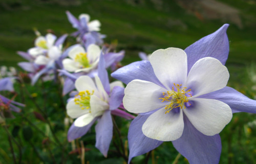 Colorado Columbine, Aquilegia coerulea