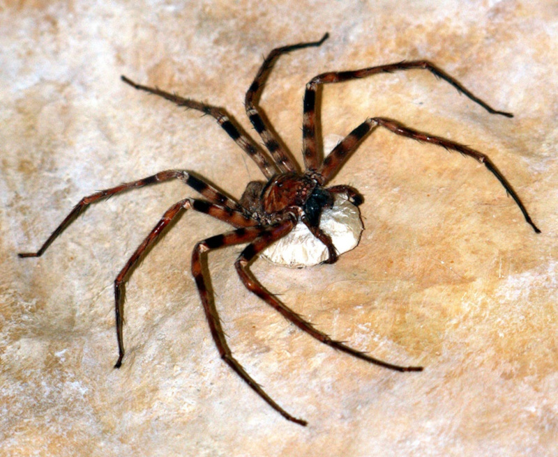 Giant Huntsman Spider, Heteropoda maxima