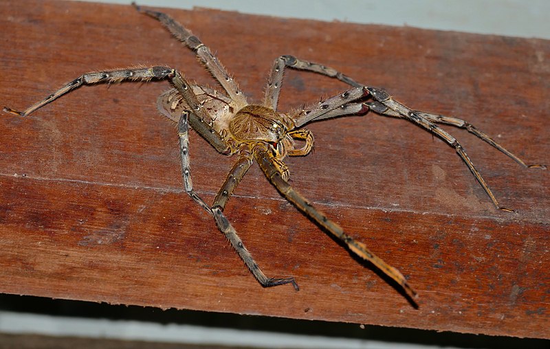 Giant Huntsman Spider, Heteropoda maxima