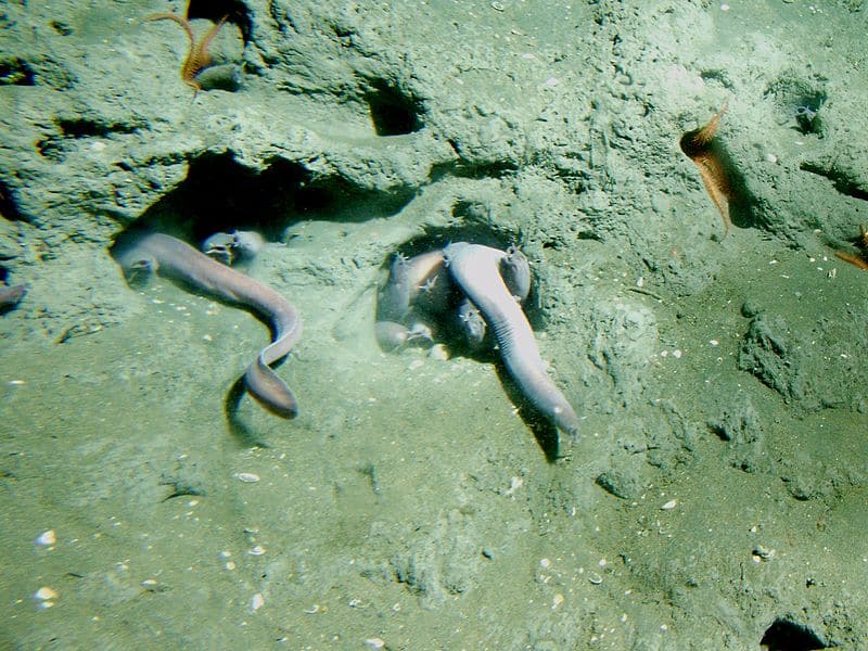 Hagfish, Hyperotreti