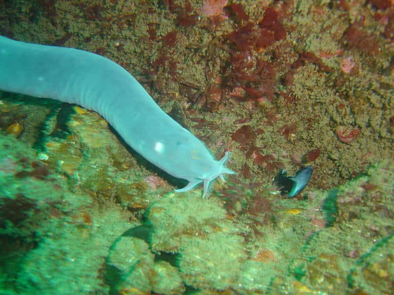 Hagfish l Remarkable Living Fossil - Our Breathing Planet