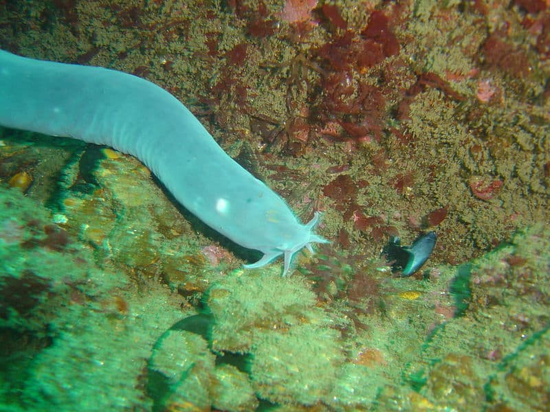 Hagfish, Hyperotreti