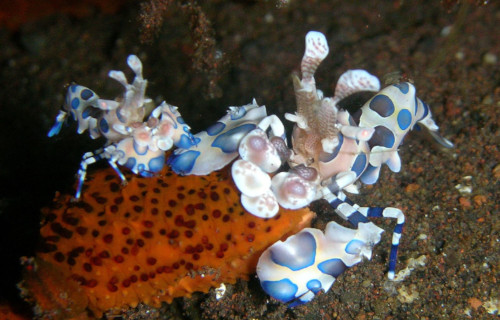 4 Fabulous Marine Shrimp