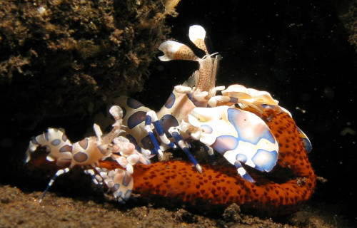 Harlequin Shrimp, Hymenocera picta