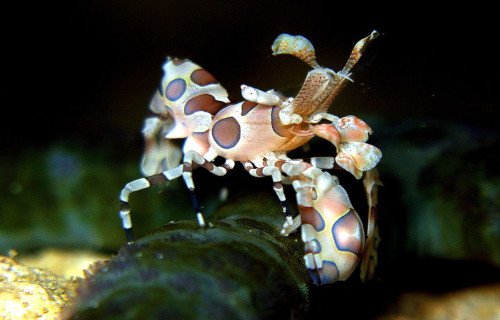 Harlequin Shrimp, Hymenocera picta