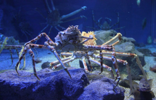 Japanese Spider Crab, Macrocheira kaempferi