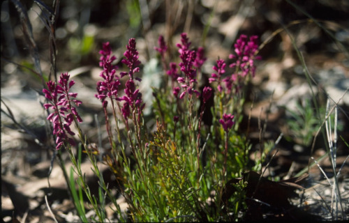 Rare North American Flowering Plants
