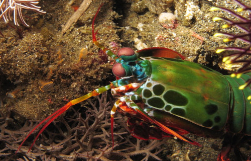 Mantis Shrimp, Odontodactylus scyllarus