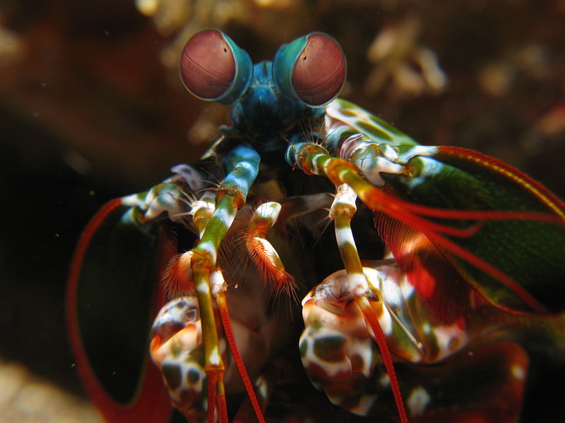 Mantis Shrimp, Odontodactylus scyllarus