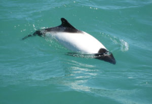 Panda Dolphin, Cephalarhynchus commersonii