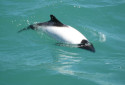Panda Dolphin, Cephalarhynchus commersonii