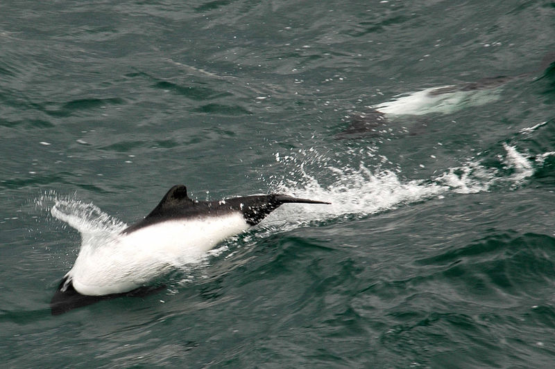 Panda Dolphin, Cephalarhynchus commersonii