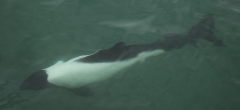 Panda Dolphin, Cephalarhynchus commersonii