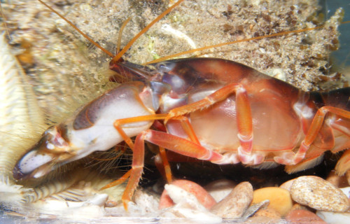 4 Fabulous Marine Shrimp