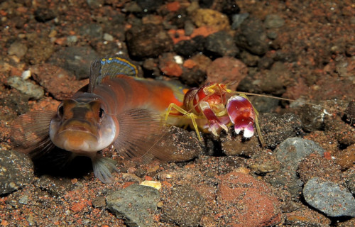 Pistol Shrimp, Alpheidae