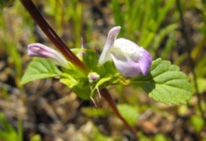 San Diego Thornmint, Acanthomintha illicifolia