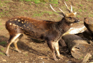 Visayan Spotted Deer, Rusa alfredi