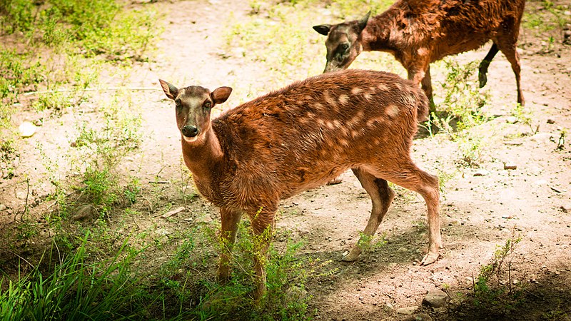 Visayan Spotted Deer, Rusa alfredi