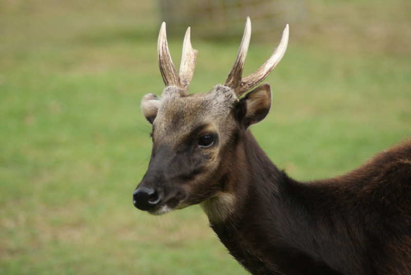 Visayan Spotted Deer, Rusa alfredi