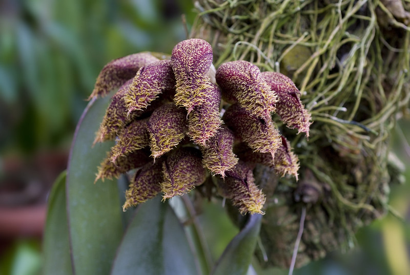 Bulbophyllum phalaenopsis