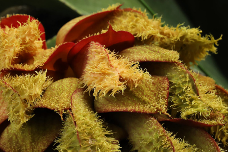 Bulbophyllum phalaenopsis