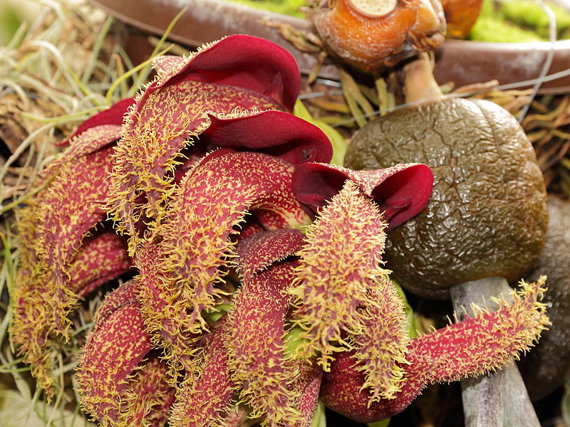 Bulbophyllum phalaenopsis