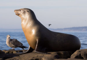 California Sea Lion, Zalophus californianus