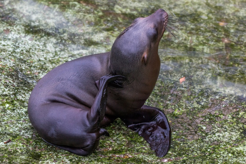 California Sea Lion, Zalophus californianus