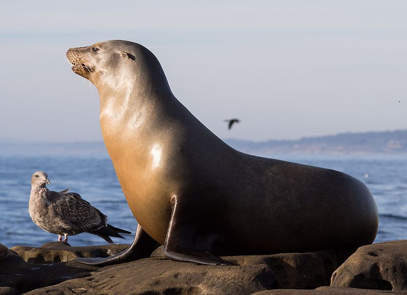 California Sea Lion, Zalophus californianus