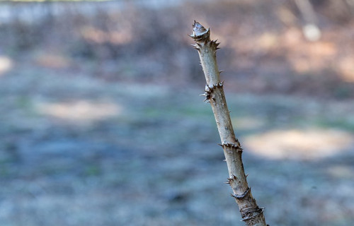 Distinctive North American Woody Shrubs