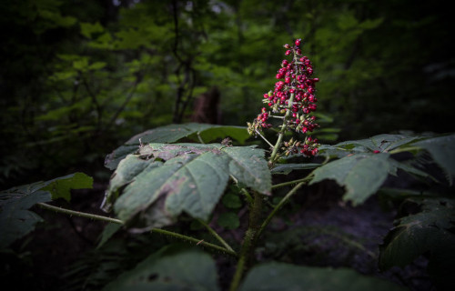 Devils Walking Stick, Aralia spinosa