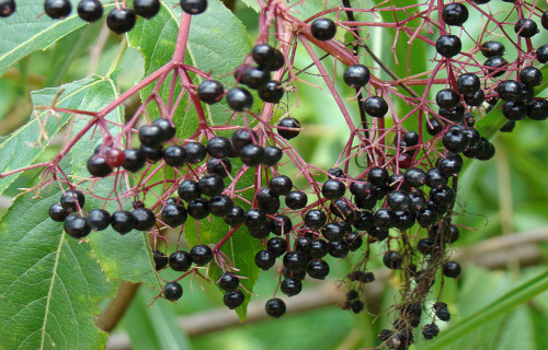 Devils Walking Stick, Aralia spinosa