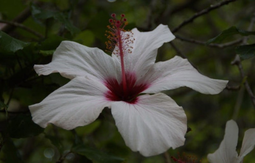 Hawaiian White Hibiscus, Hibiscus waimeae