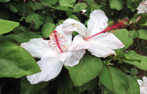 Hawaiian White Hibiscus, Hibiscus waimeae