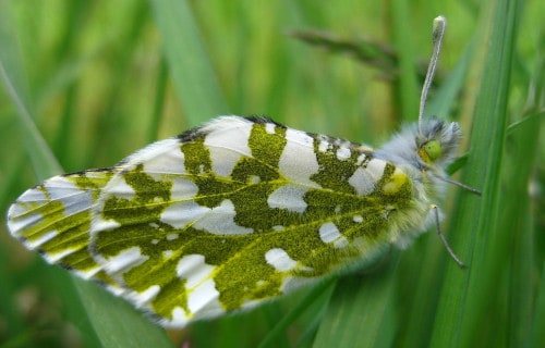 Island Marble, Euchloe ausonides insulana